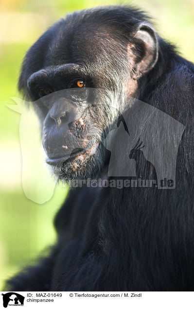 Schimpanse / chimpanzee / MAZ-01649