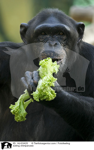 fressender Schimpanse / eating chimpanzee / HJ-03420