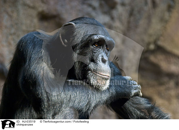 Schimpanse / chimpanzee / HJ-03519