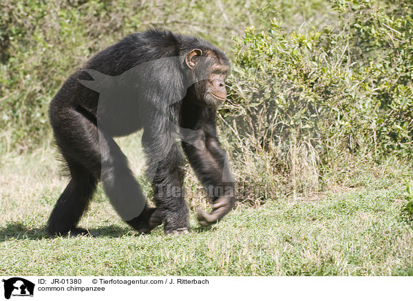 Schimpanse / common chimpanzee / JR-01380