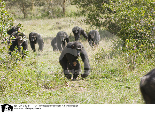 Schimpansen / common chimpanzees / JR-01381