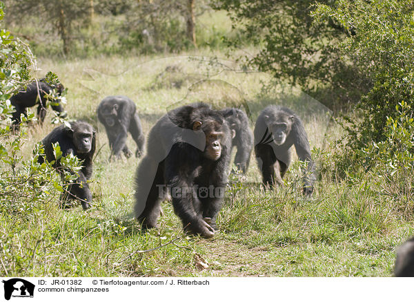 Schimpansen / common chimpanzees / JR-01382