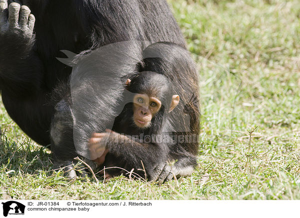 common chimpanzee baby / JR-01384