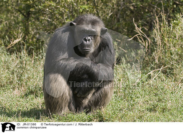 Schimpanse / common chimpanzee / JR-01386