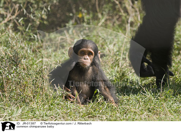 Schimpansenbaby / common chimpanzee baby / JR-01387