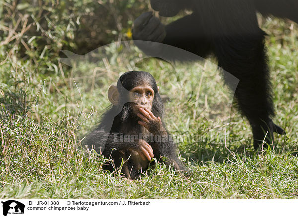 Schimpansenbaby / common chimpanzee baby / JR-01388