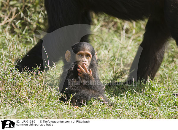 Schimpansenbaby / common chimpanzee baby / JR-01389