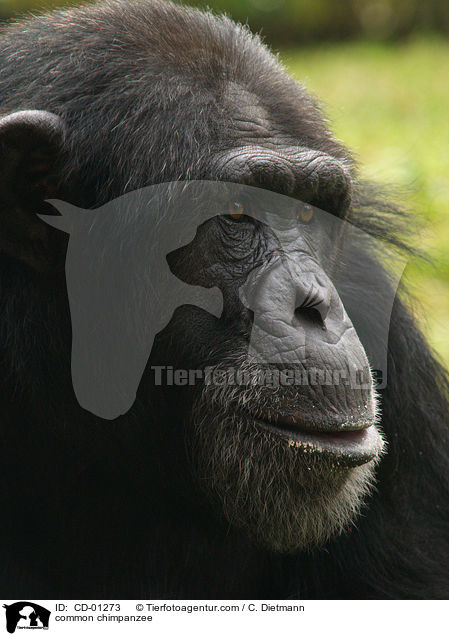 Schimpanse / common chimpanzee / CD-01273