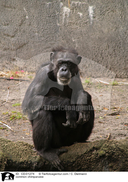 Schimpanse / common chimpanzee / CD-01274