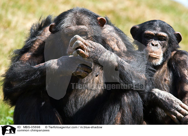 common chimpanzees / MBS-05698