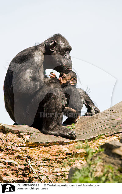 common chimpanzees / MBS-05699