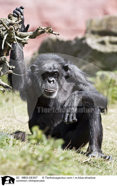Schimpanse / common chimpanzee / MBS-08367