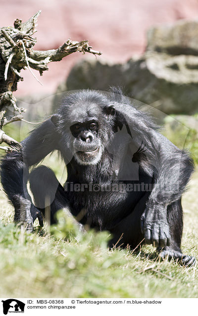 Schimpanse / common chimpanzee / MBS-08368