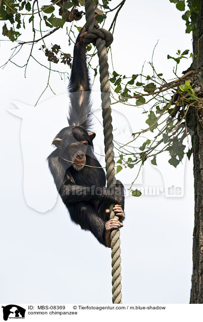 Schimpanse / common chimpanzee / MBS-08369
