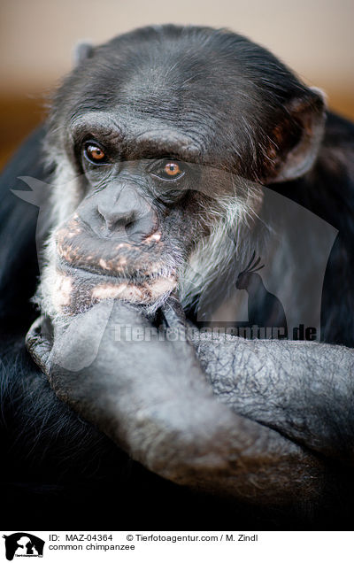 Schimpanse / common chimpanzee / MAZ-04364
