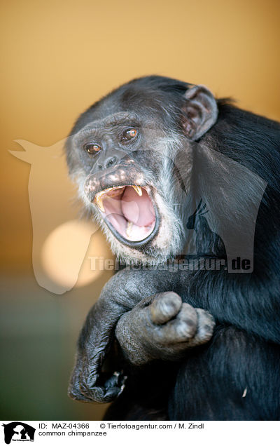 Schimpanse / common chimpanzee / MAZ-04366