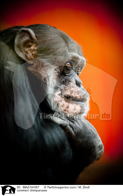 Schimpanse / common chimpanzee / MAZ-04367