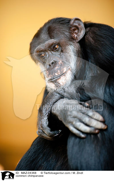 Schimpanse / common chimpanzee / MAZ-04368