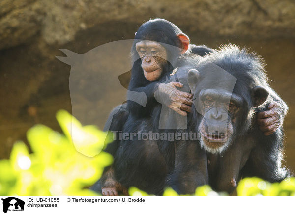 Schimpansen / chimpanzees / UB-01055