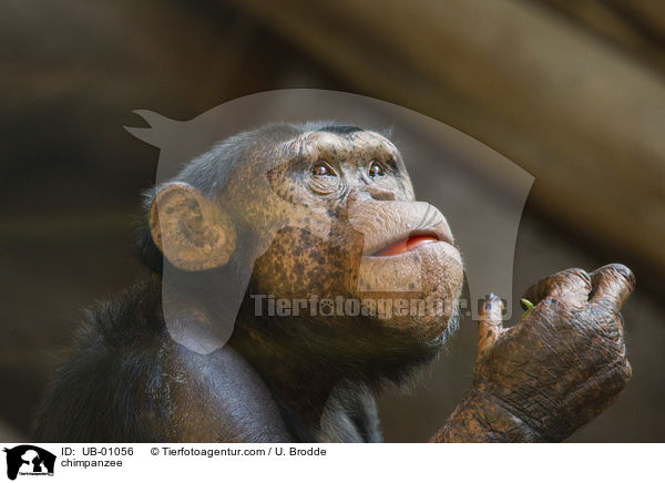 Schimpanse / chimpanzee / UB-01056