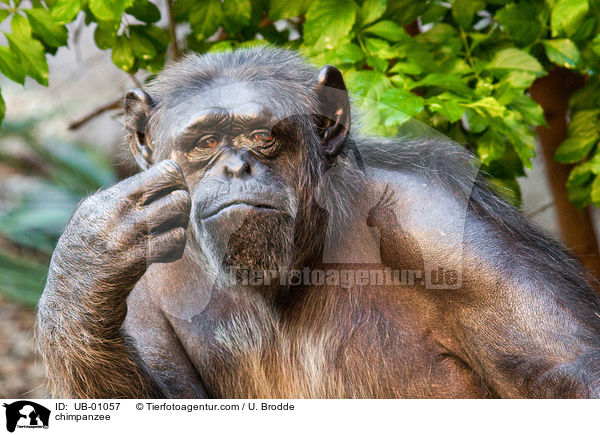 chimpanzee / UB-01057