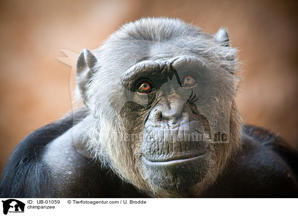 Schimpanse / chimpanzee / UB-01059