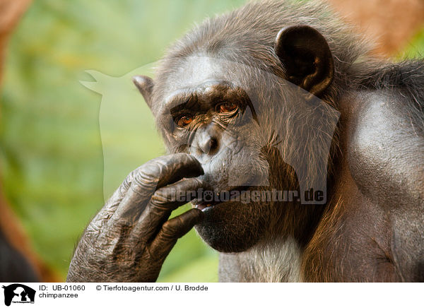 Schimpanse / chimpanzee / UB-01060