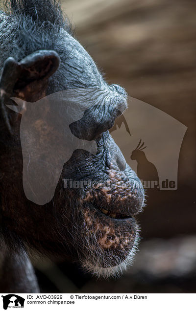 Schimpanse / common chimpanzee / AVD-03929