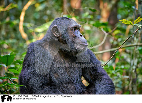 Schimpanse / common chimpanzee / JR-02061