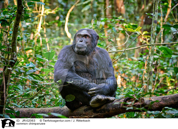 Schimpanse / common chimpanzee / JR-02063