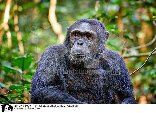 Schimpanse / common chimpanzee / JR-02065