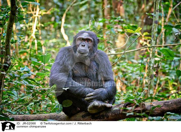Schimpanse / common chimpanzee / JR-02066