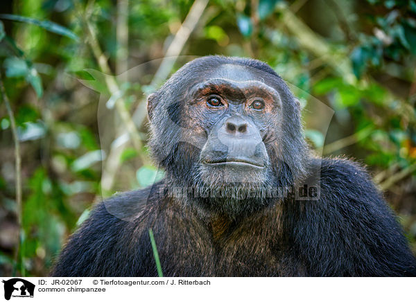 Schimpanse / common chimpanzee / JR-02067