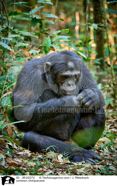 Schimpanse / common chimpanzee / JR-02072