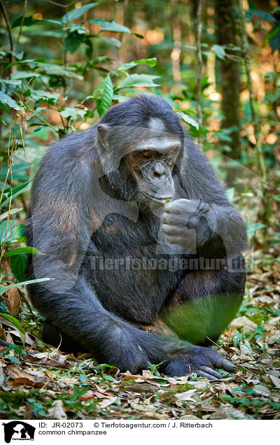 Schimpanse / common chimpanzee / JR-02073