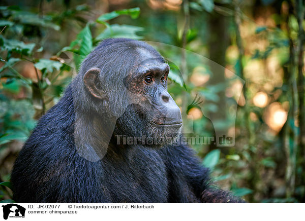 Schimpanse / common chimpanzee / JR-02077