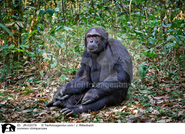 Schimpanse / common chimpanzee / JR-02079