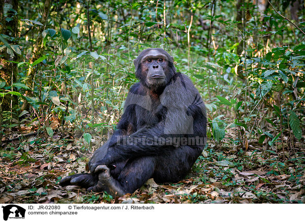 common chimpanzee / JR-02080