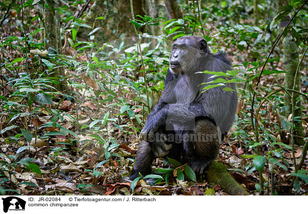 Schimpanse / common chimpanzee / JR-02084