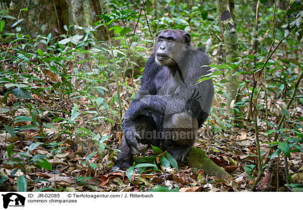 Schimpanse / common chimpanzee / JR-02085