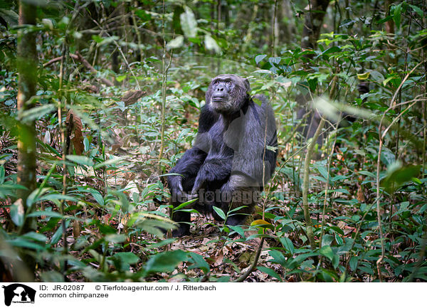 Schimpanse / common chimpanzee / JR-02087