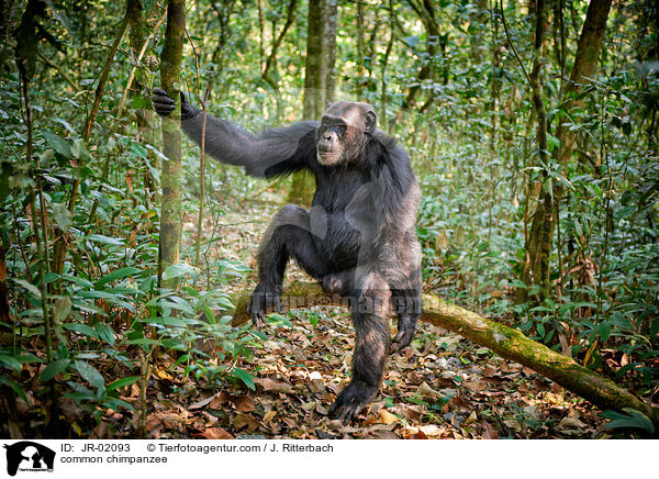 common chimpanzee / JR-02093
