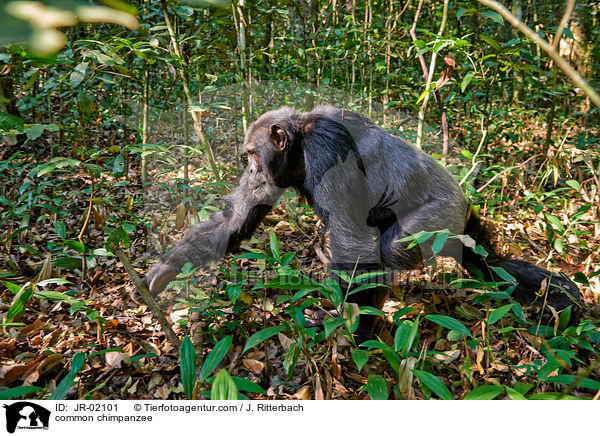 Schimpanse / common chimpanzee / JR-02101