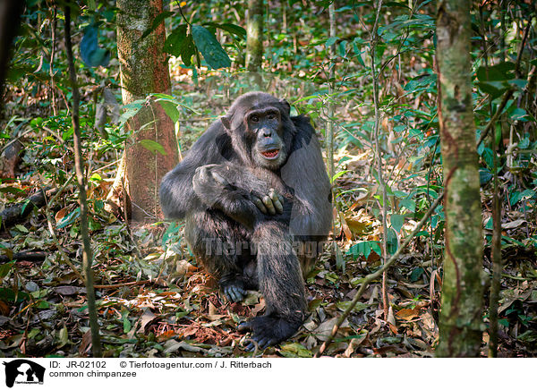 Schimpanse / common chimpanzee / JR-02102