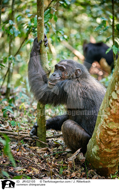 Schimpanse / common chimpanzee / JR-02105