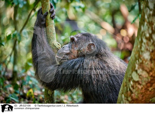 Schimpanse / common chimpanzee / JR-02106