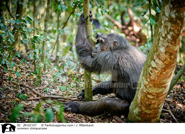 Schimpanse / common chimpanzee / JR-02107