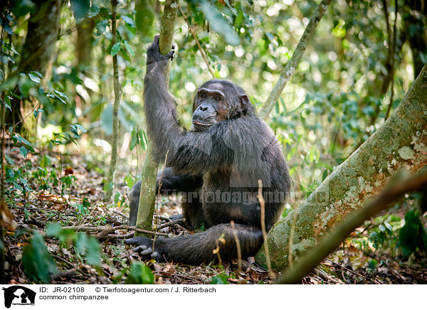 Schimpanse / common chimpanzee / JR-02108