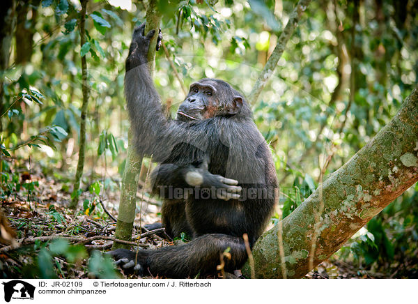 Schimpanse / common chimpanzee / JR-02109