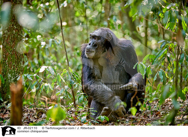 Schimpanse / common chimpanzee / JR-02110